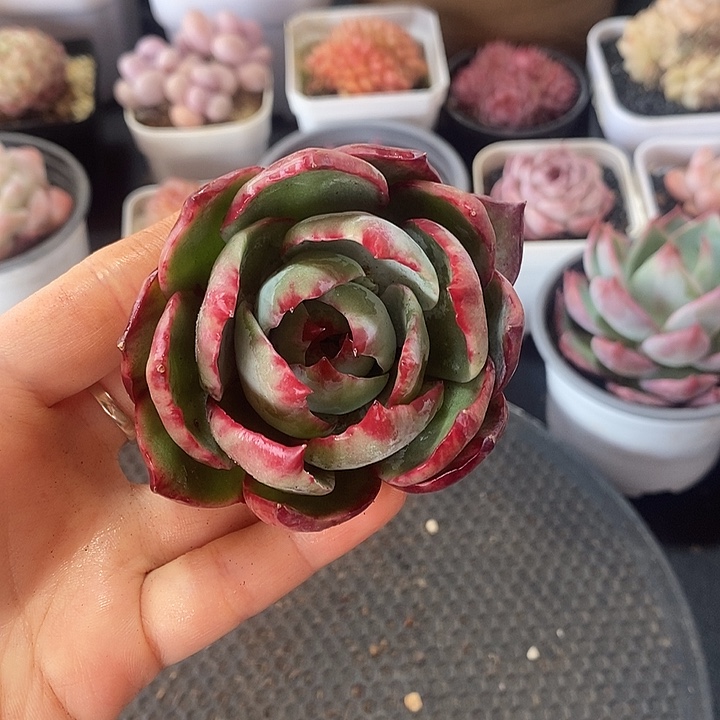 王*微春节福利惊鸿仙子11