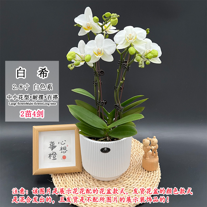 【白希】新品欧品蜡质好养易活蝴蝶兰小花型室内桌面好养花卉