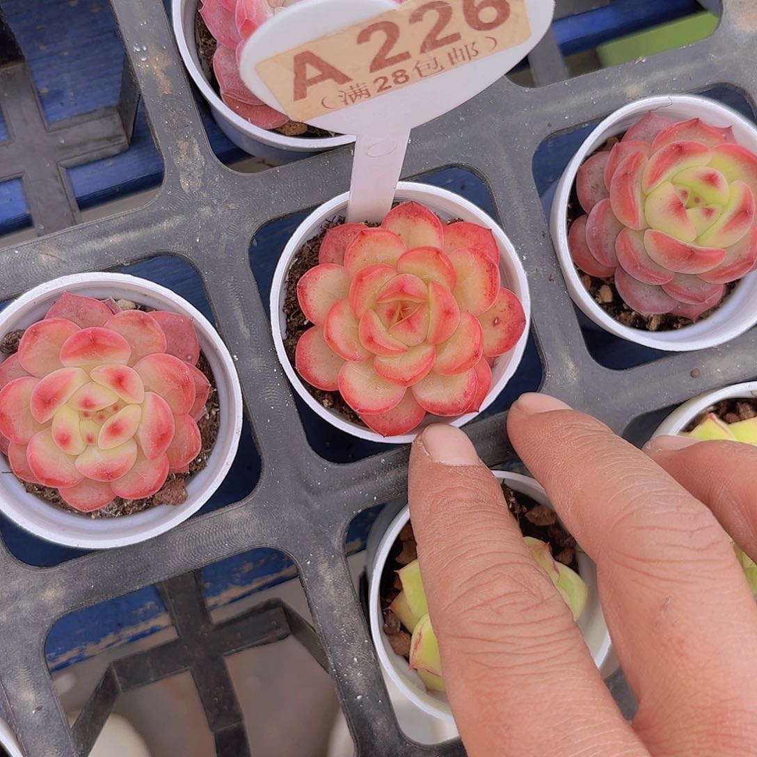 A226东云珍妮一物一拍