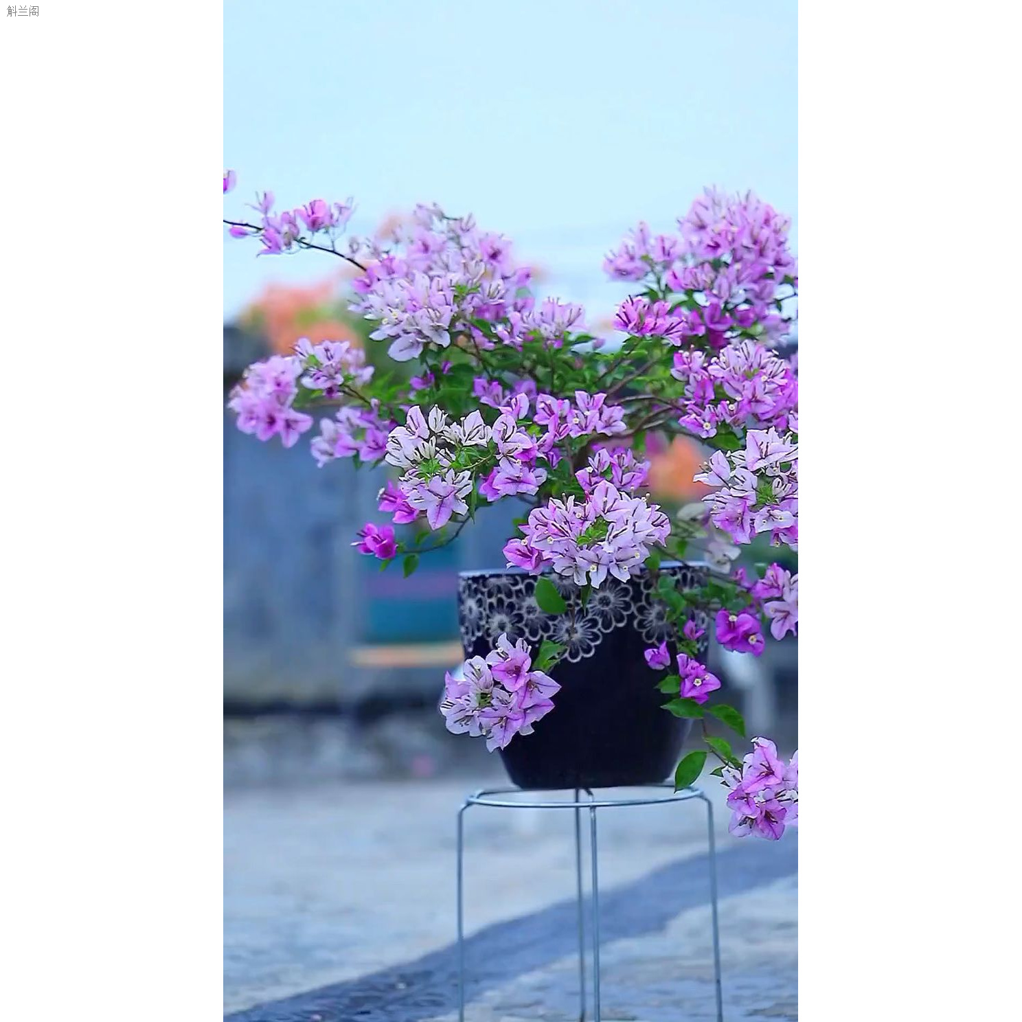 【雪紫】新品三角梅盆栽花卉四季勤花好养爬藤带土带根带叶三角梅花