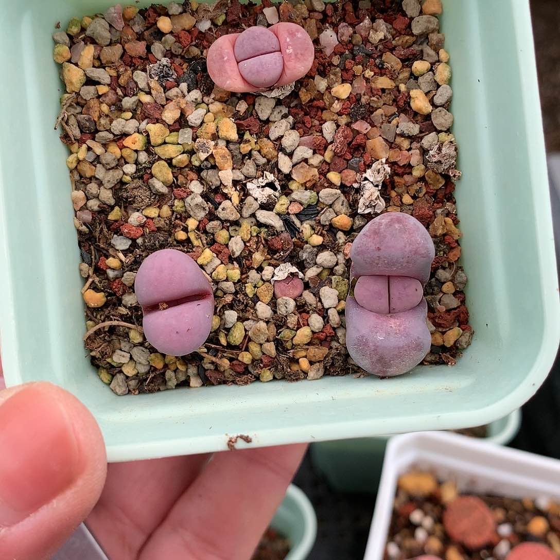 W01多肉植物保护