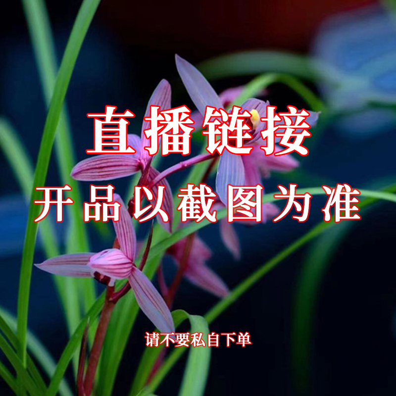 4兰馨园兰花草绿植花卉直播 基地发货一物一拍