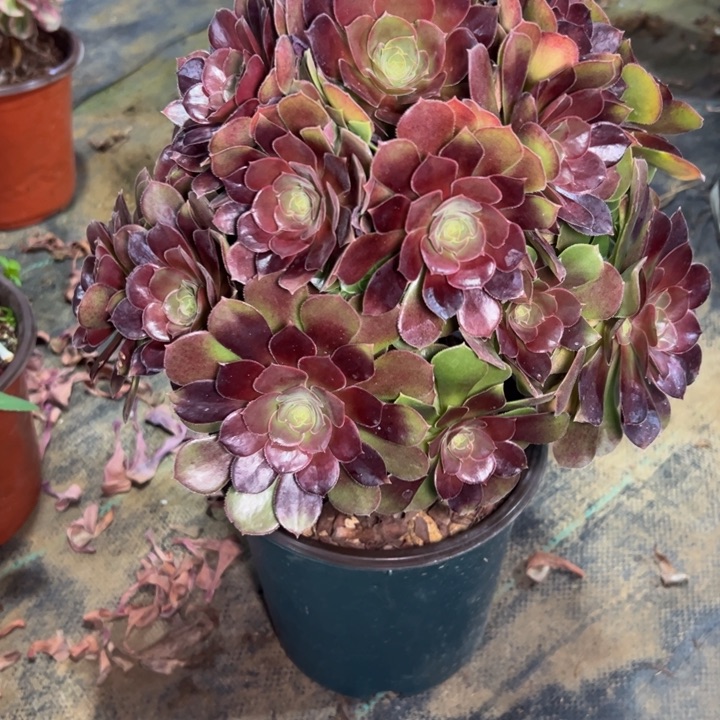 荷兰玫瑰314多肉法师一物一拍