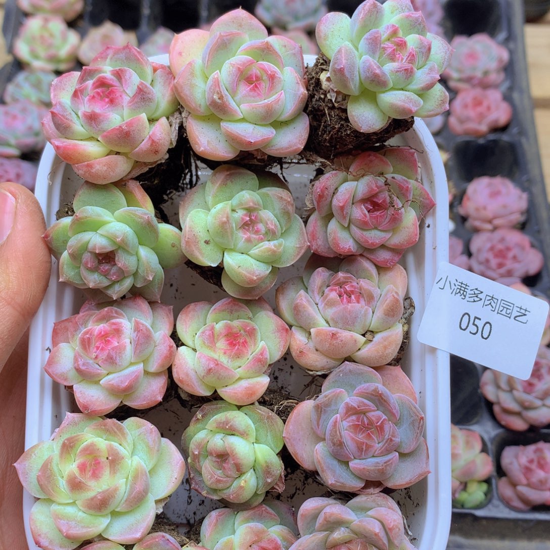 我要去看你的演唱会050