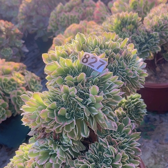 顺****多肉植物一个白凤