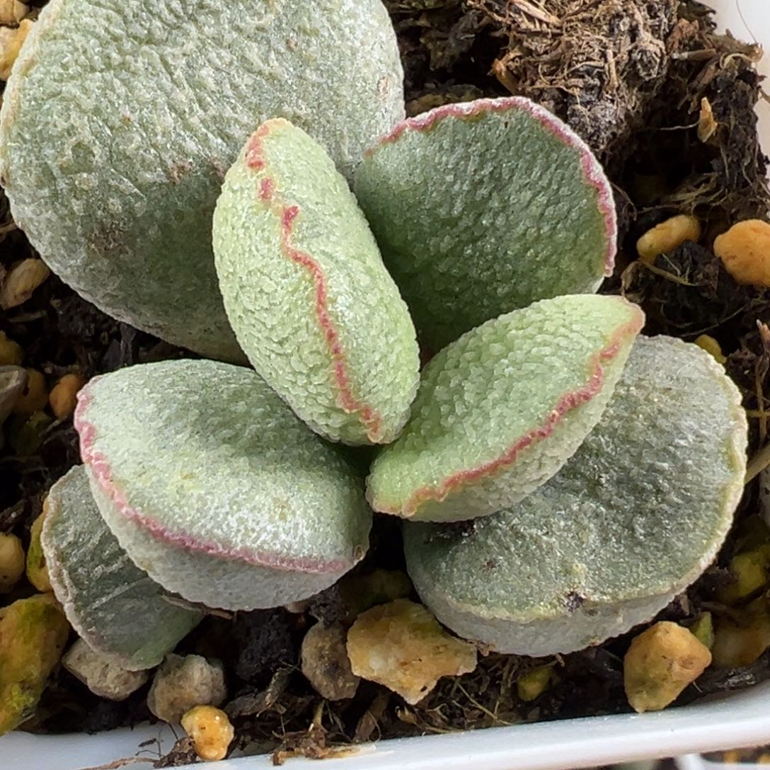 171流萤大苗多头水泡