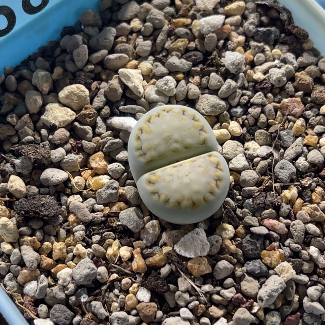 6801黄绿饼干一颗