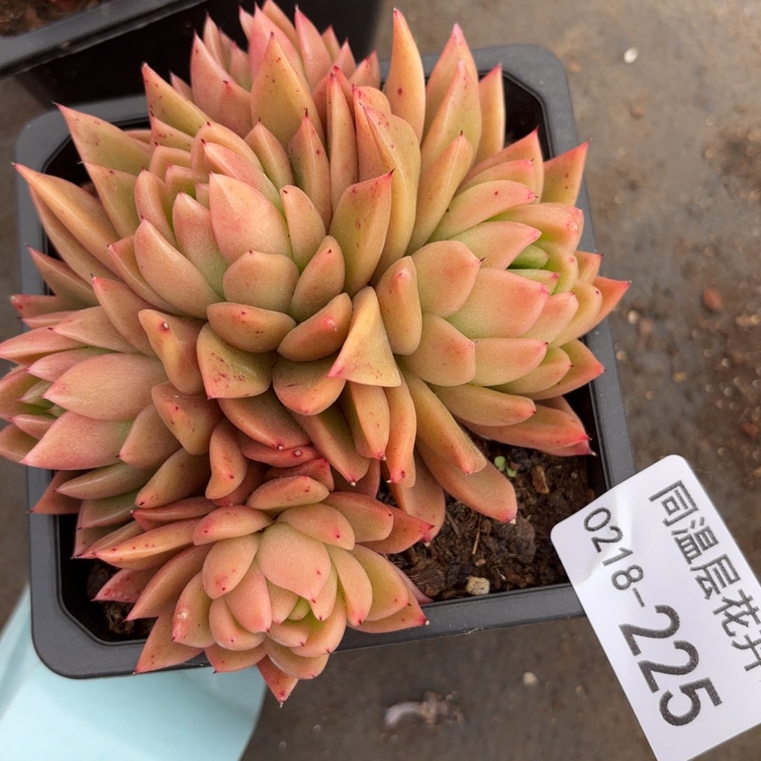 同温层多肉225东云