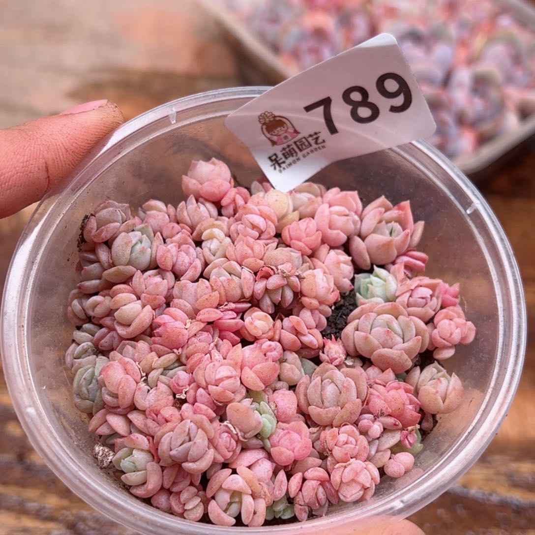 多肉植物多肉植物