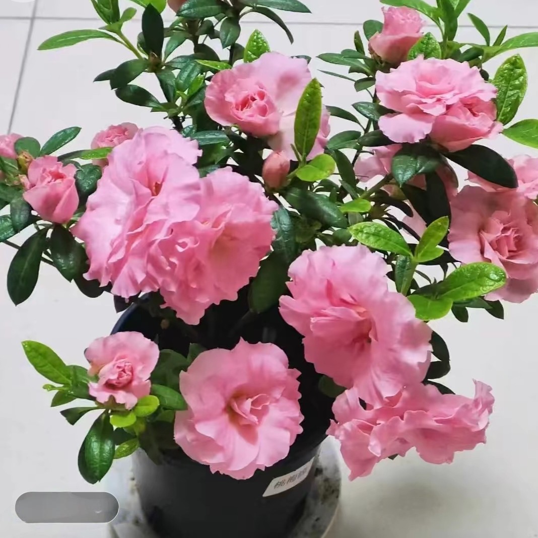 （桃梅锦)杜鹃花开粉色重瓣大花室内室外阳台花卉带花苞小盆栽绿植