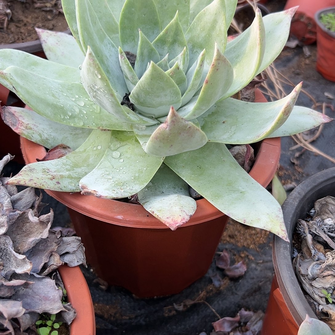 多肉植物雪山老庄