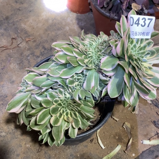 437迈巴赫缀多肉植物