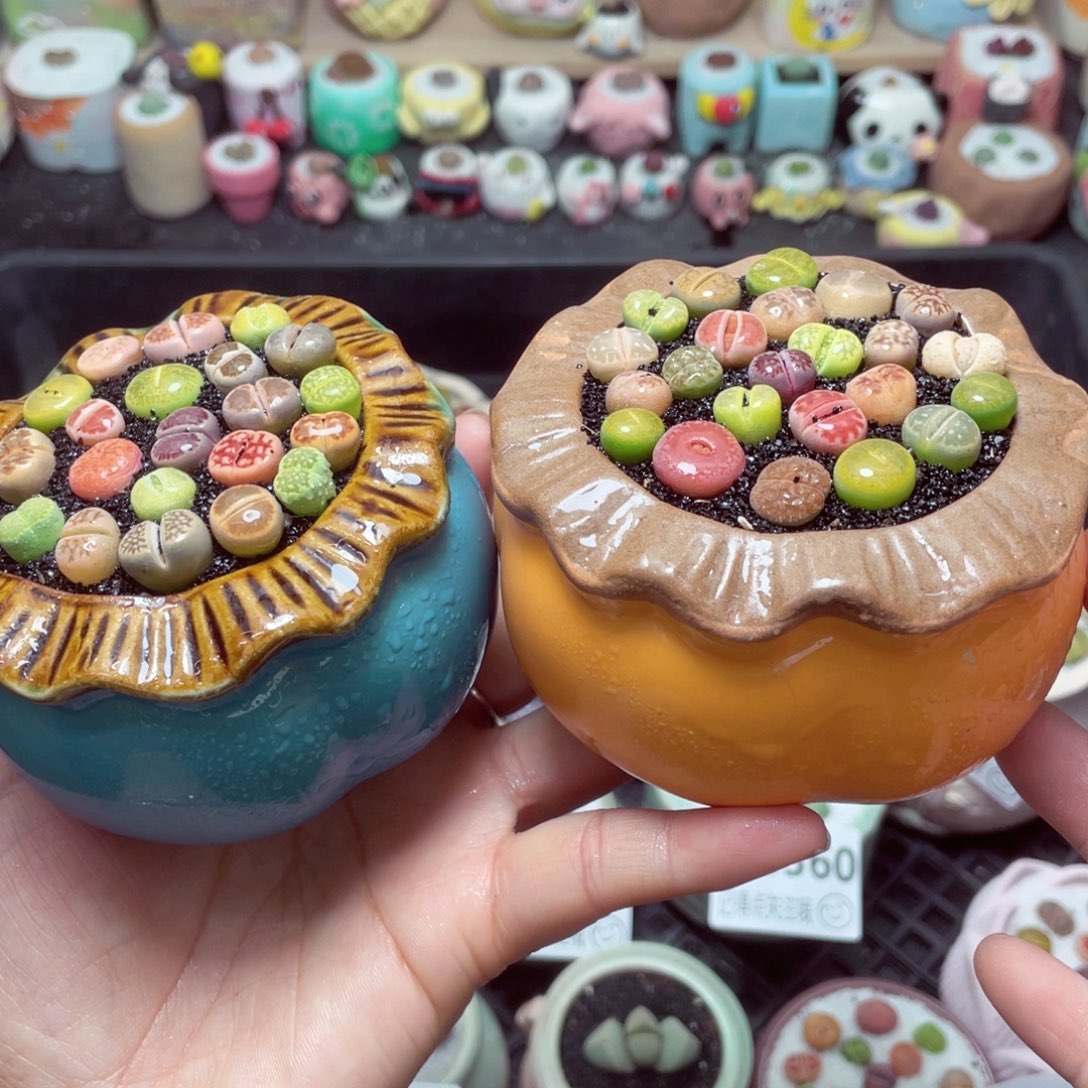 w6367 带盆土发货-零下地区拍保温箱