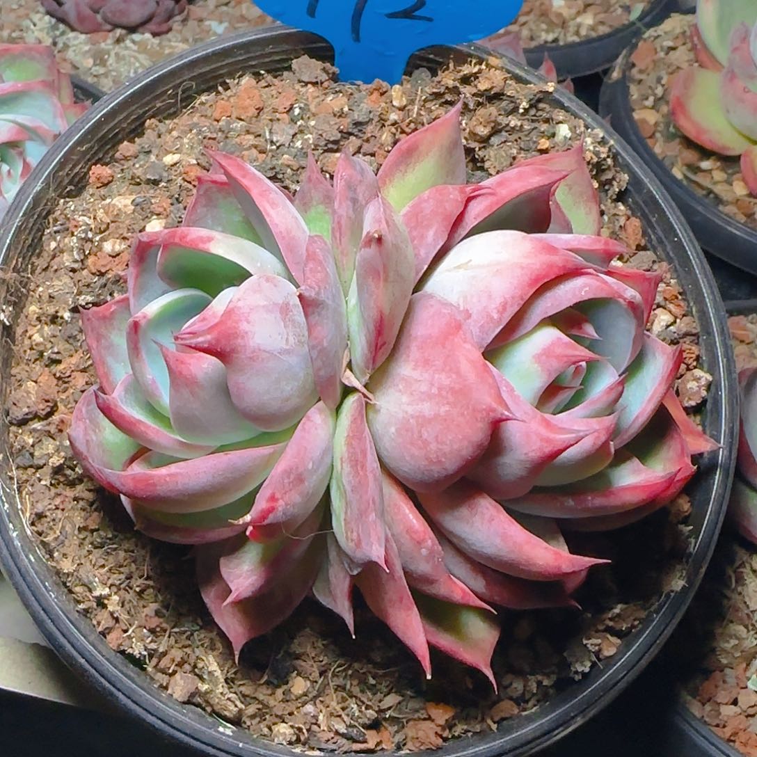 舍*惊鸿仙子一物一拍172号