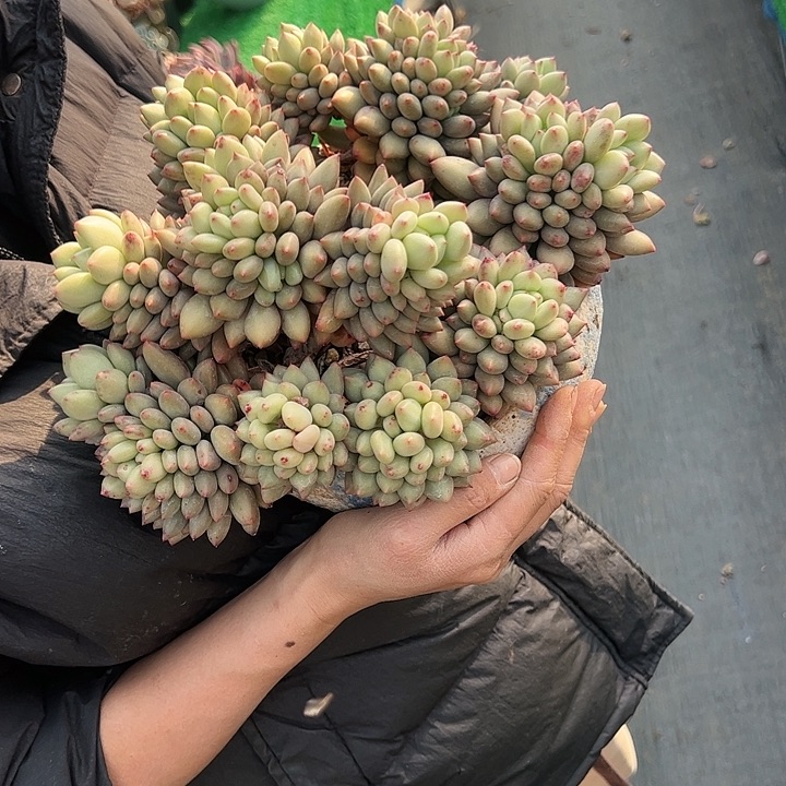 【闪购商品】岩子大群