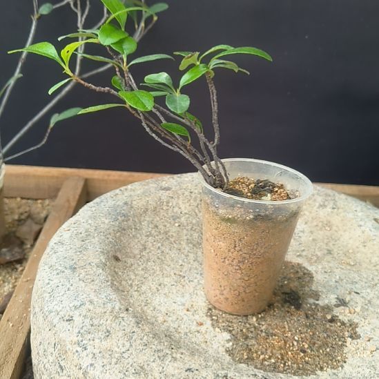 伟***！无花朵海  岛  春  花