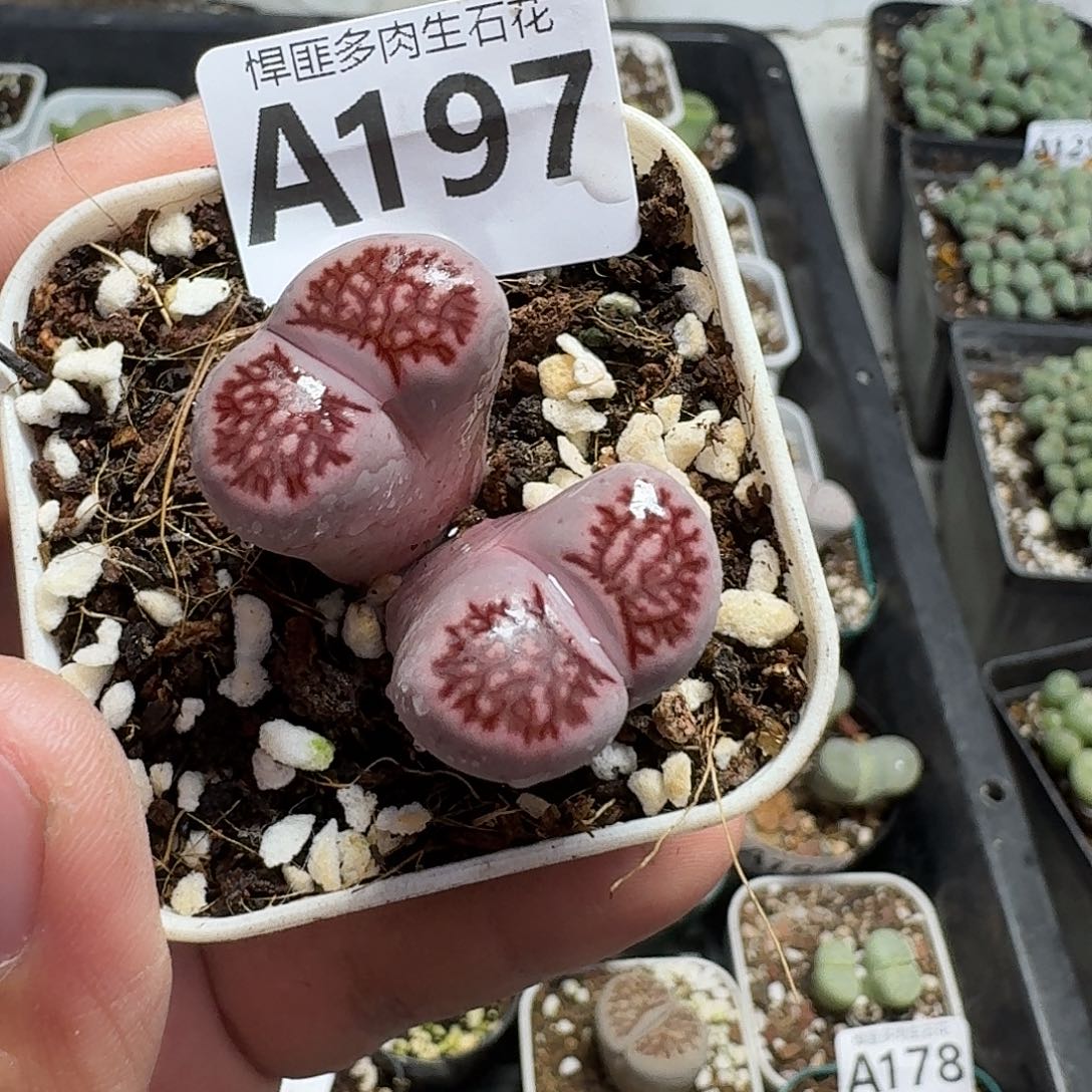 197多肉植物多肉植物