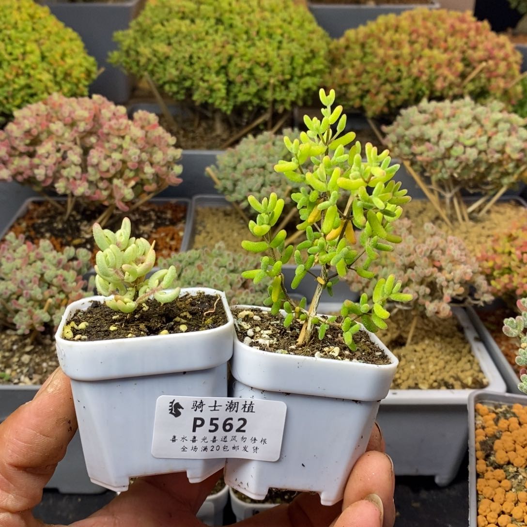 562套餐2颗枝干多肉