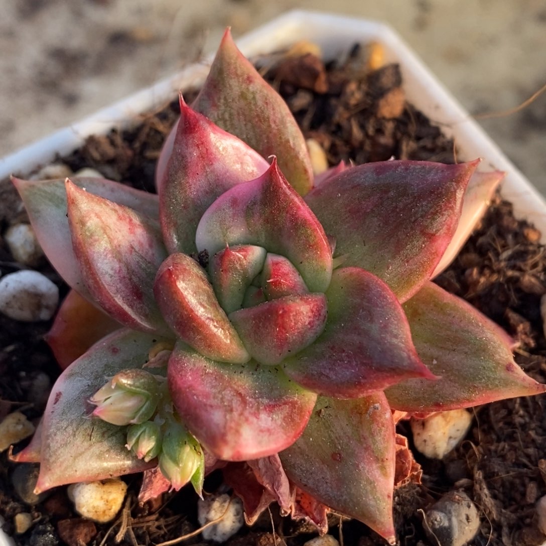 雷奥帕德锦 小方花圃一物一拍