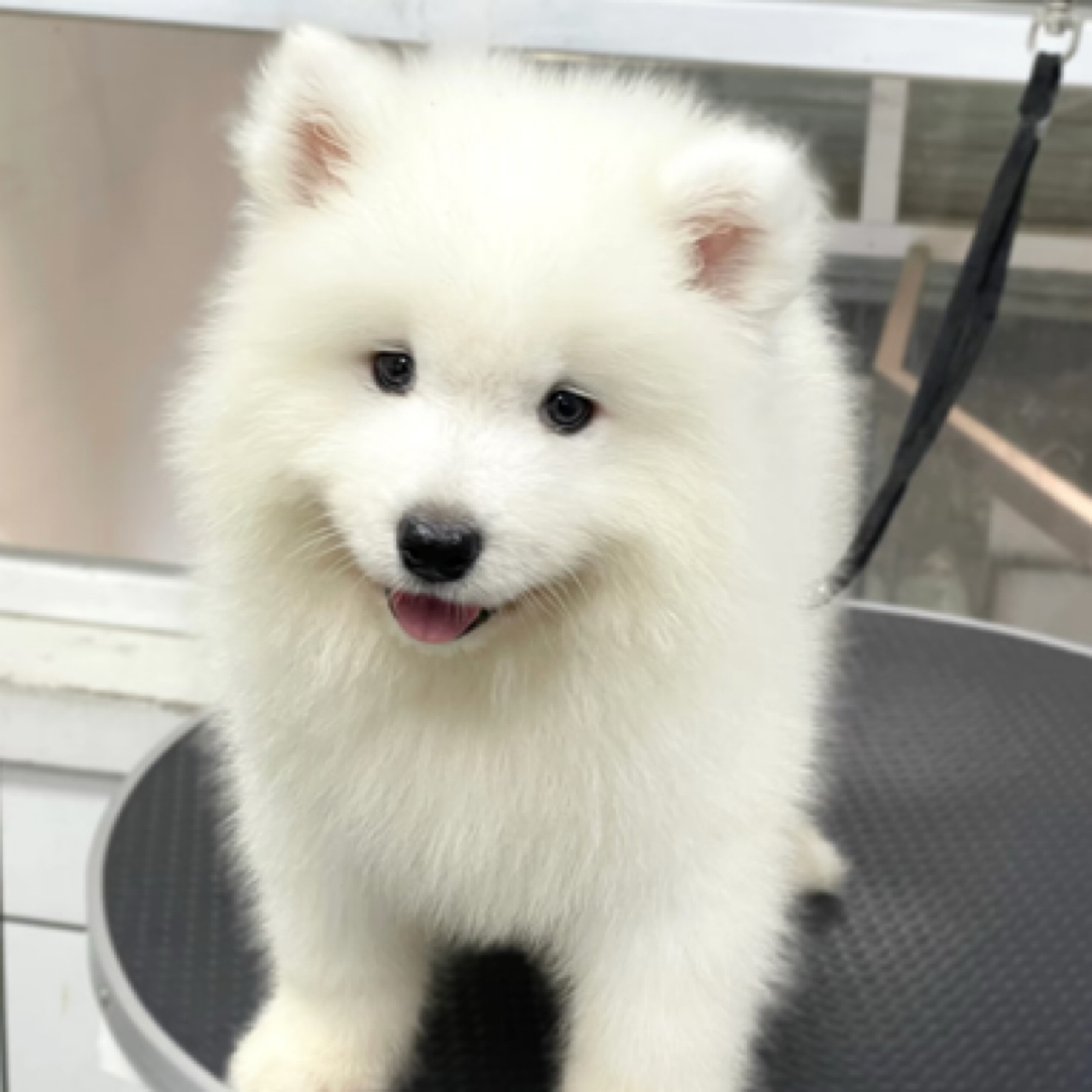 【阿福萌宠】宠物狗狗活体