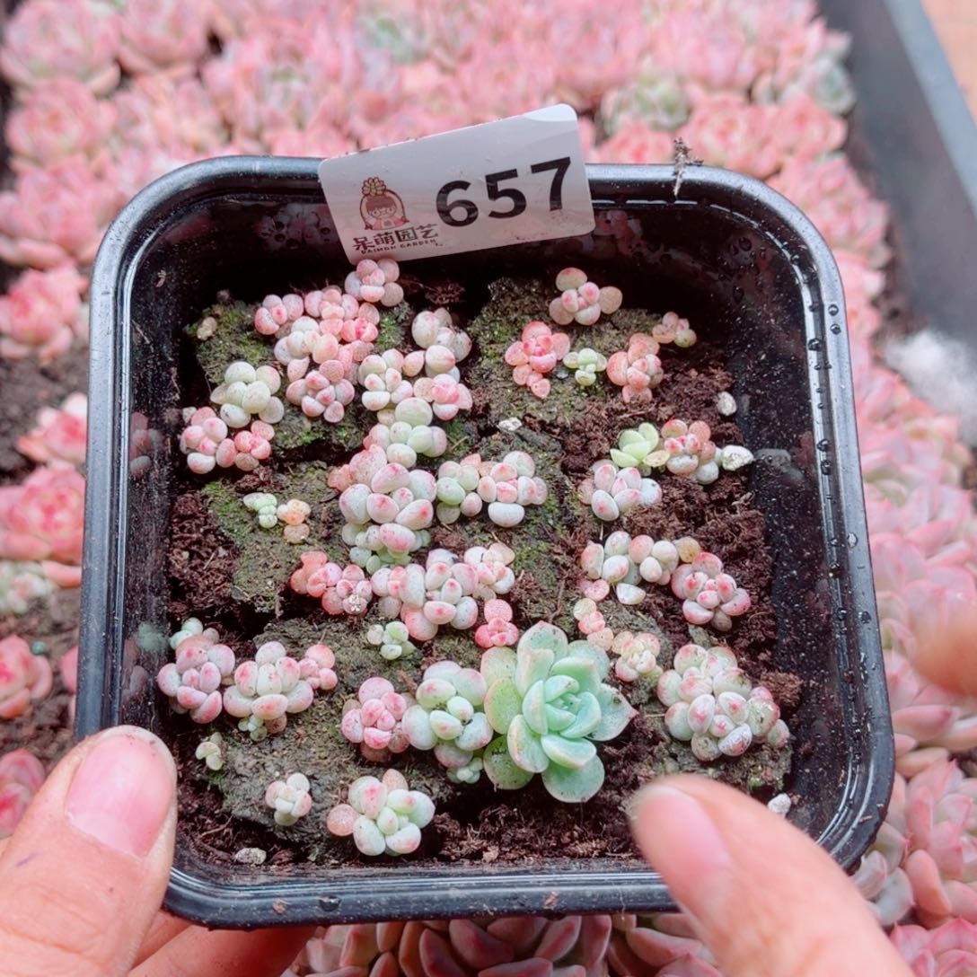 多肉植物多肉植物