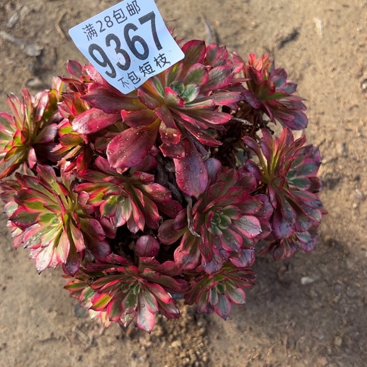 美即多肉植物9367