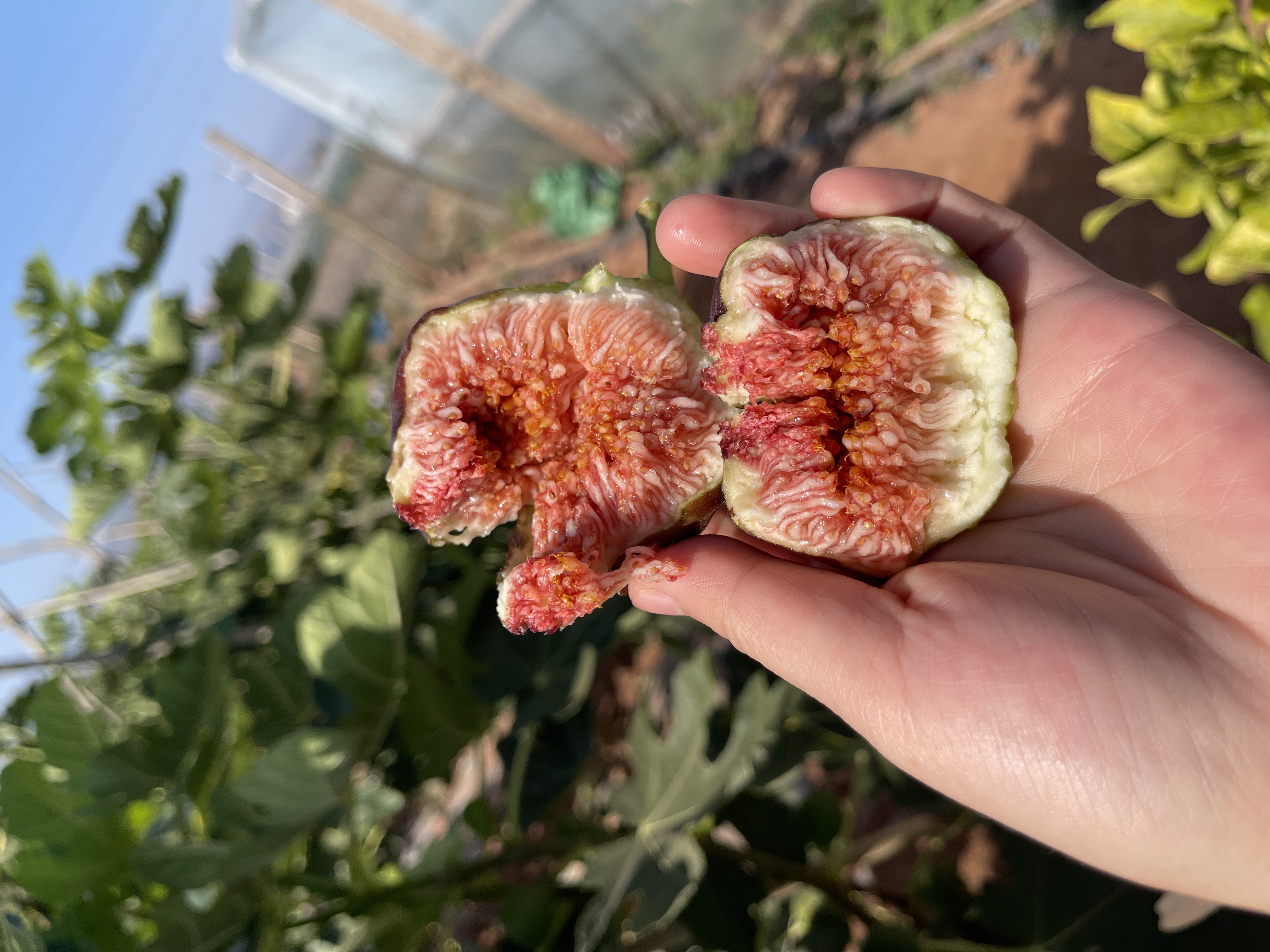 【果王甄选】顺丰陆运云南新鲜无花果树上自然成熟现摘现发