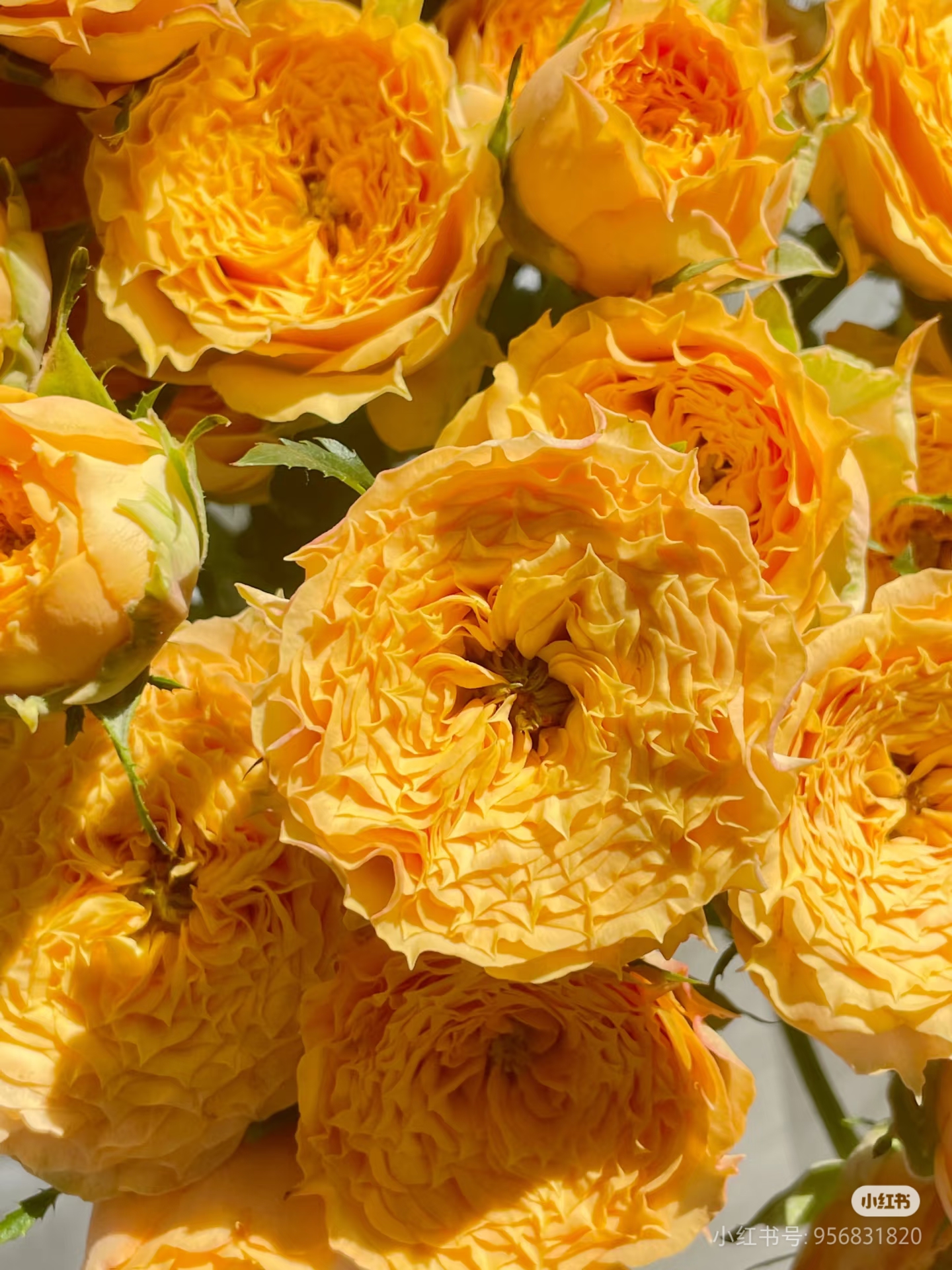 【蔷品玫瑰】利马索尔 任拍三单顺丰空运包邮鲜切花10支家居插花