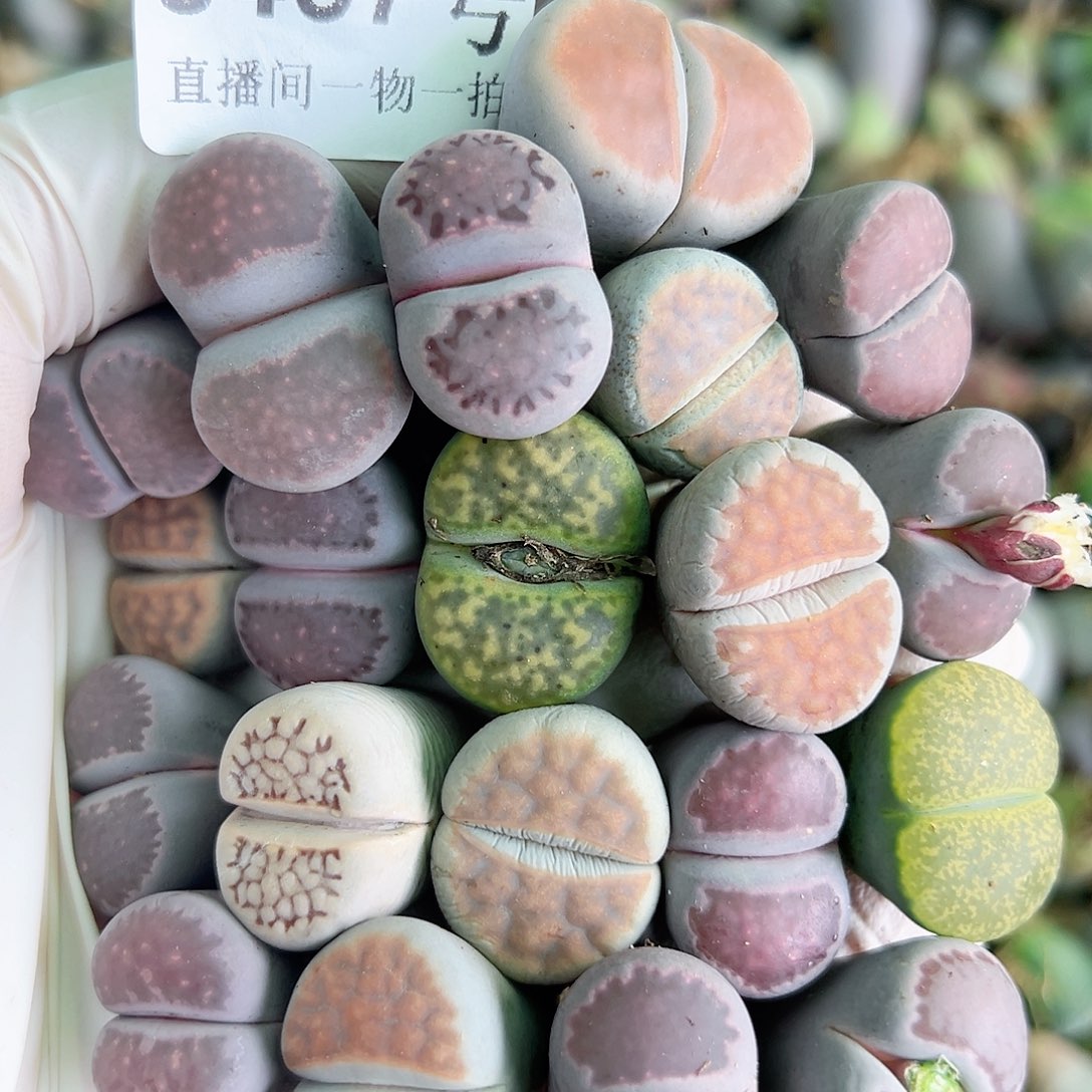 8457 好养易活生石花大母本20个大长腿特价处理