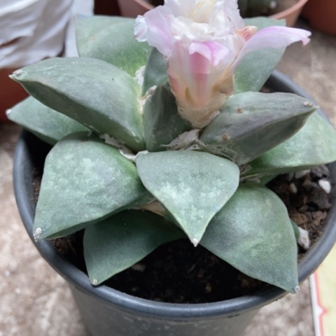 严牡丹仙人球40米x r q