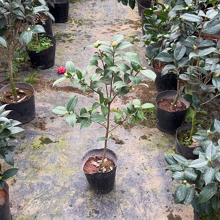 大部分花苞少量开放，黛比