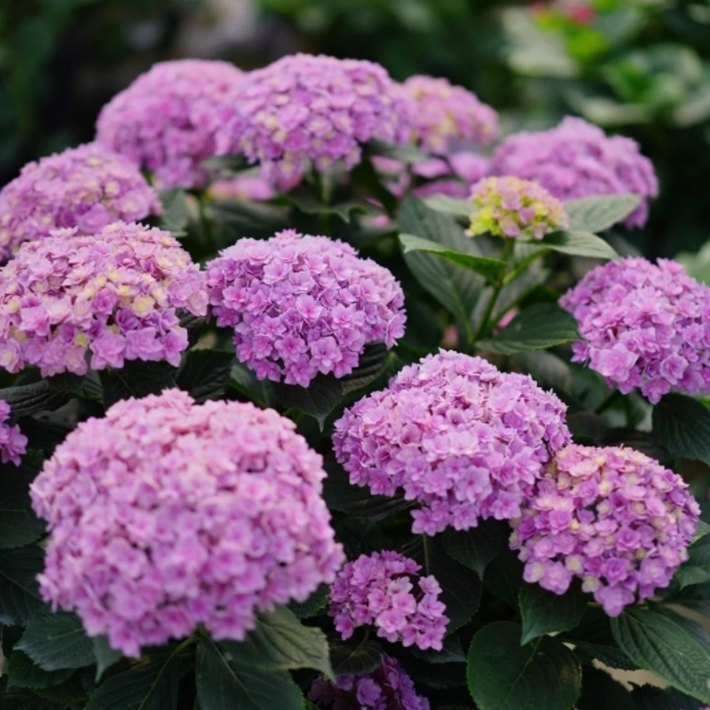 绣球花大苗四季开花阳台盆栽户外庭院别墅地栽灌木绣球花苗