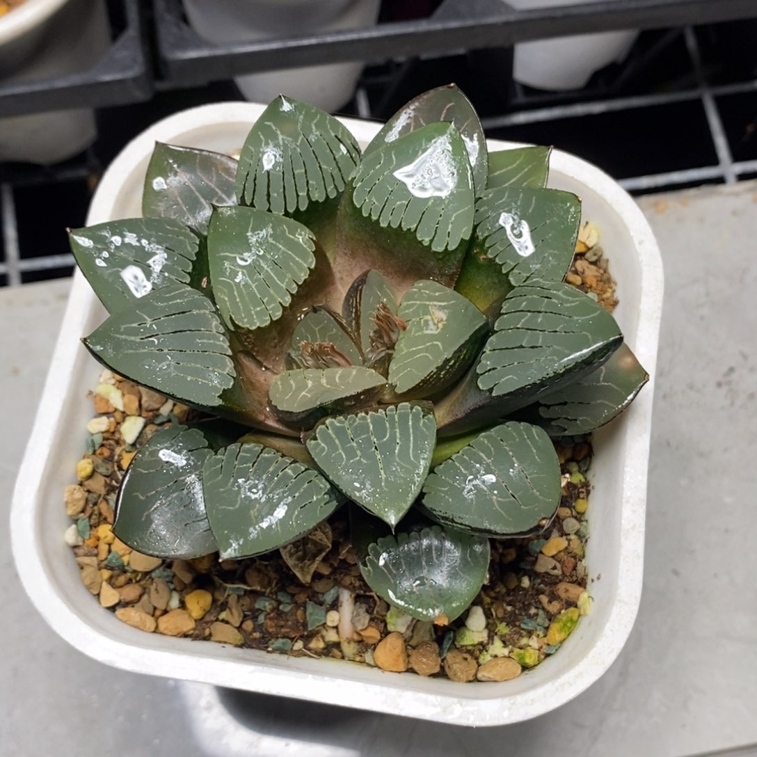 实生寿一物一拍，，，