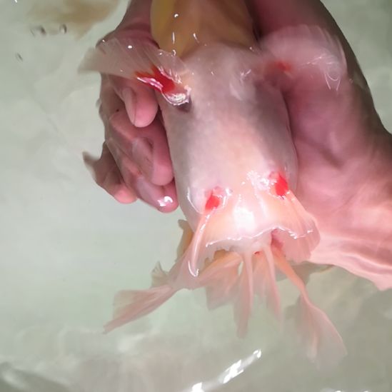 15公分千褶泰师公鱼闪鳞身上白四个手鳍红