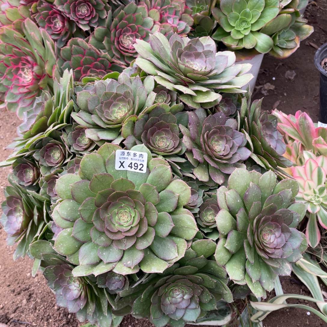 492万圣节多肉法师断枝不包