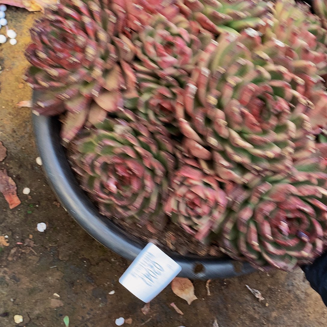 雨***尘紫水晶02042吨肉多肉