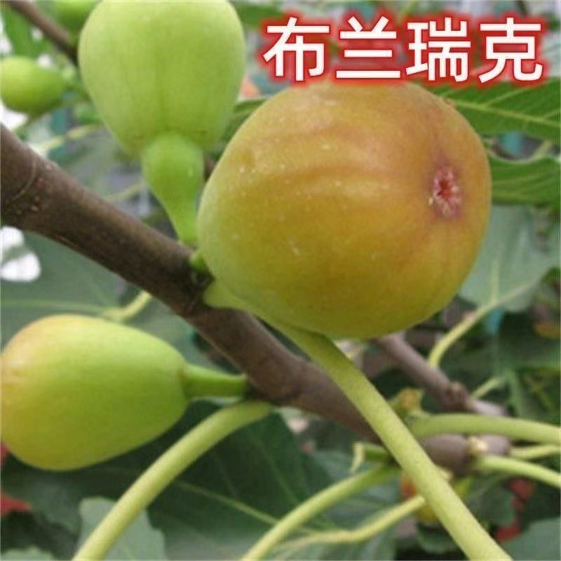 【顺丰包邮】山东本地露天布兰瑞克无花果（派送时间起，当天售后）