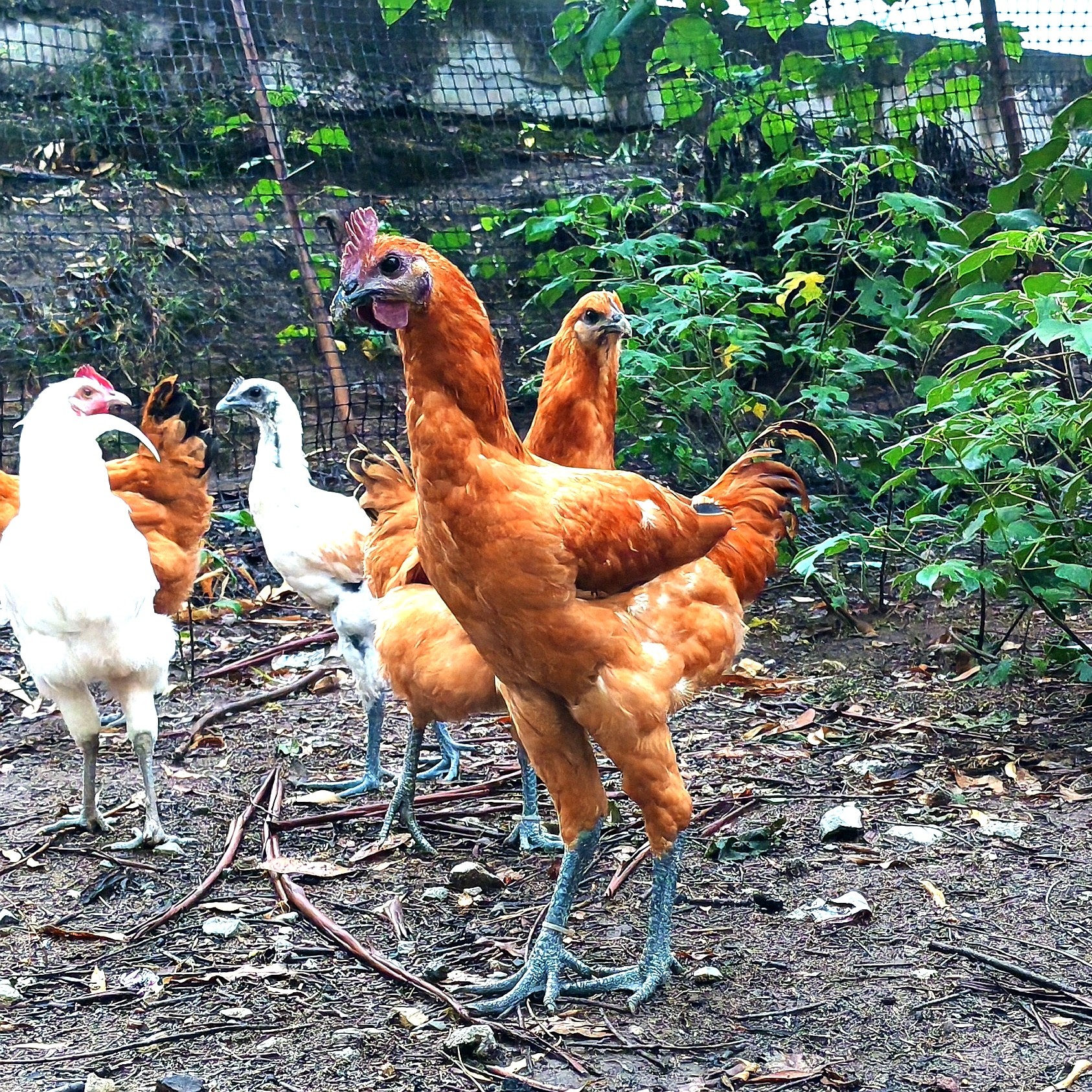 宠物鸡 活体 高脚土鸡蛋