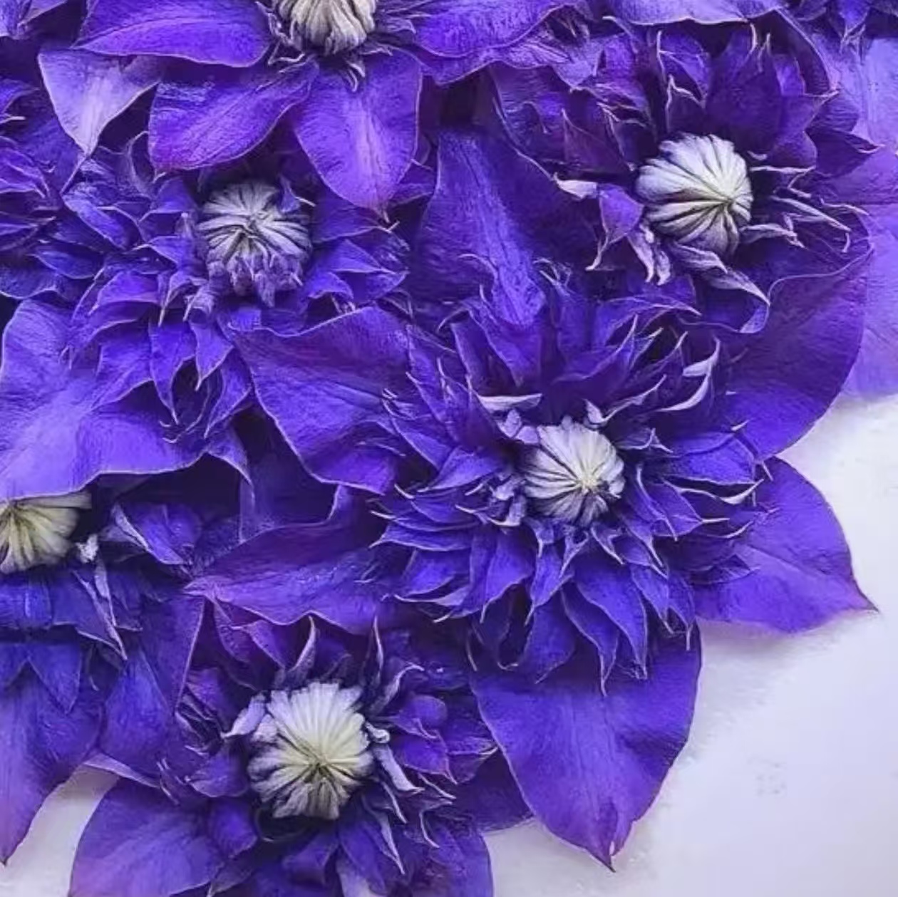 【一加仑超级多兰】铁线莲重瓣爬藤花苗攀援庭院花卉盆栽地栽观花植