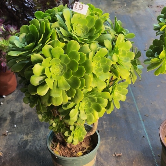 海*～绿杨蓉法师199999