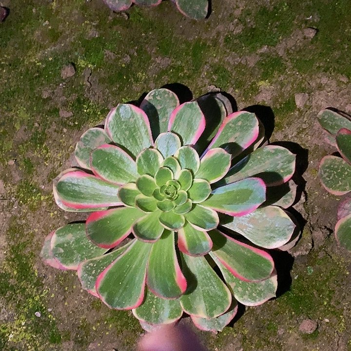 粉花妖一圈侧芽多肉