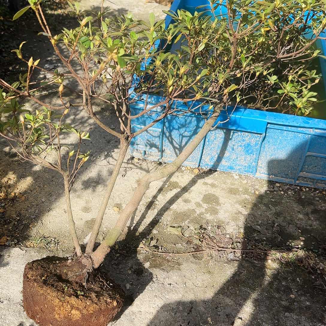 完全开放盲盒有花朵