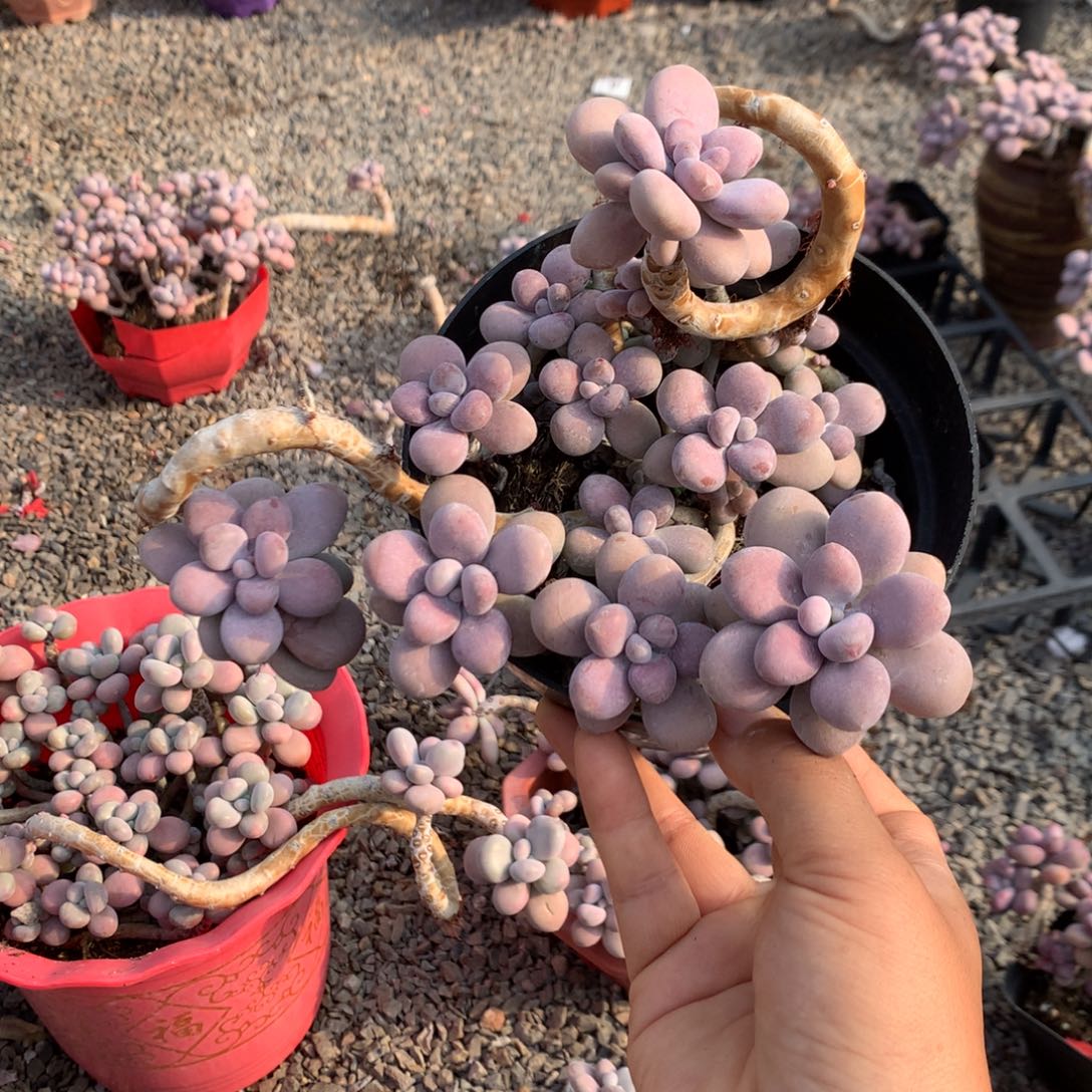 鱊***流桃蛋老桩不带盆25号