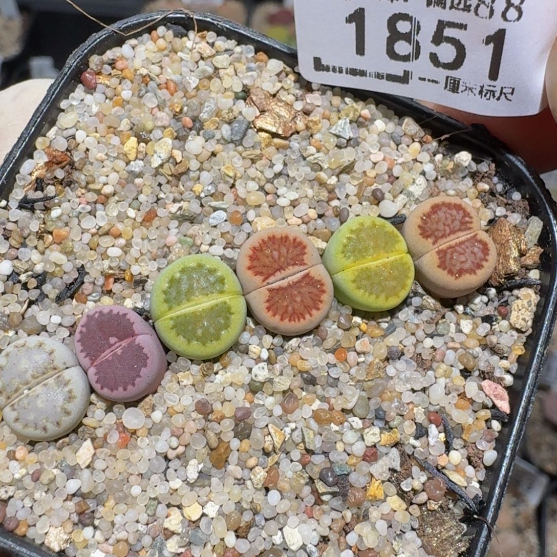 Zzzz生石花肉锥1851
