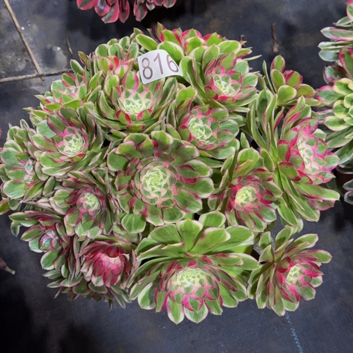 情***节000000000000816孔雀翎