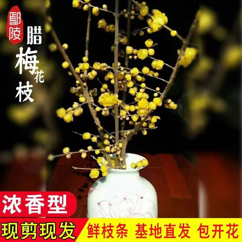 水培腊梅鲜枝【遇水开花】新年装饰年宵花冬季中式花卉鲜切花