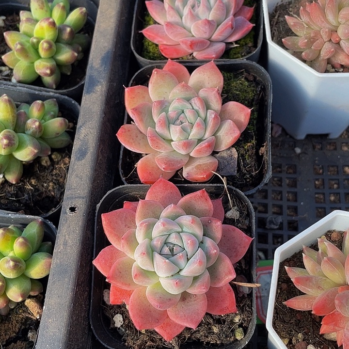 如梦令到盆土发货