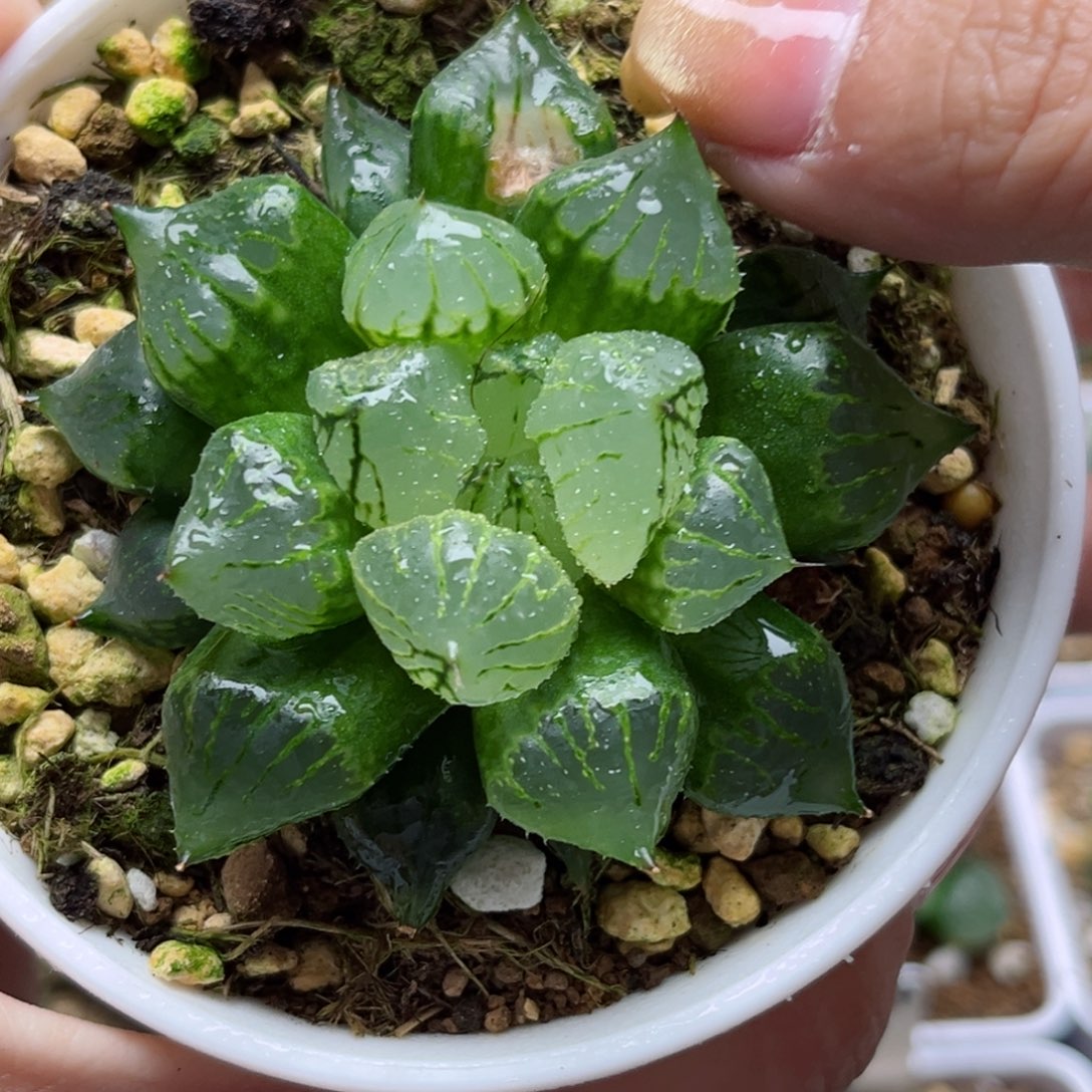 657裹实生哈哈哈哈哈哈