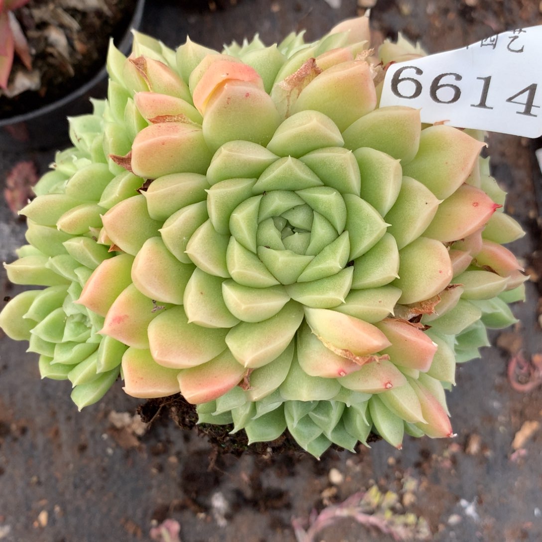 6614杂交多肉植物