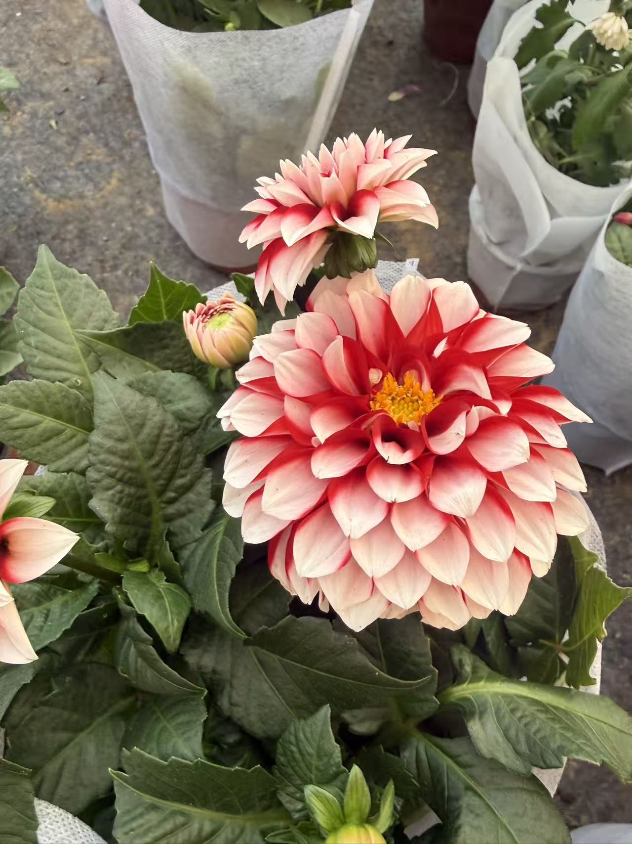 双色小丽花原盆原土发货